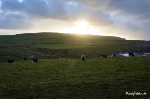 irland westkueste loop head kuhherde sonnenuntergang
