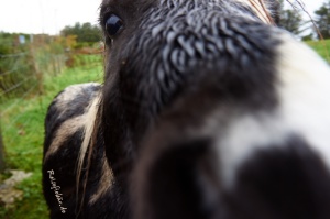 irland westkueste ring of beara pony
