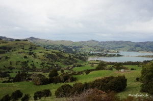 neuseeland suedinsel akaroa