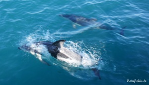 neuseeland suedinsel kaikoura delfine tour