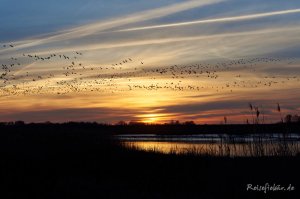 nordsee sonnenuntergang wildgaense eider