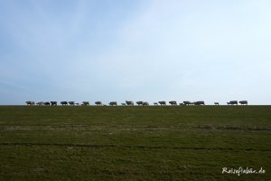 schafe auf deich