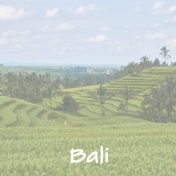 bali_d