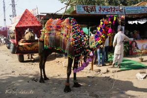 indien pushkar kamelmarkt kamel