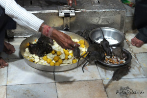indien rattentempel deshnok fressen schale