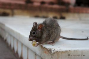indien rattentempel deshnok maus