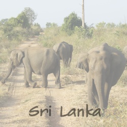 sri lanka_d