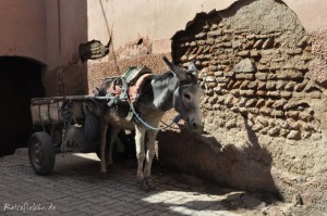 marrakesch fotochallenge orient1