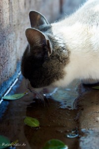 marrakesch fotochallenge wasser1