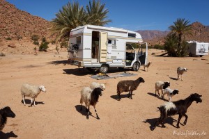 marokko camper ziegen