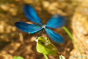 blaue libelle im landeanflug